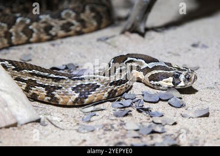 Palestine Viper (Daboia palaestinae), Captive, Deutschland, Europa Stockfoto