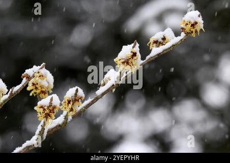 Hamamelis mit Schnee, Winter, Sachsen, Deutschland, Europa Stockfoto