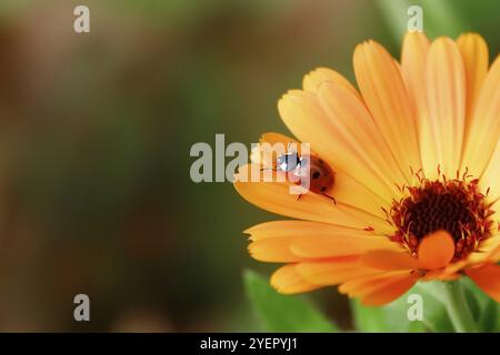 Marienkäfer auf einer Blume, Oktober, Deutschland, Europa Stockfoto