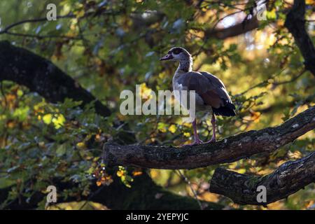 Ägyptische Gans (Alopochen aegyptiaca) auf einem Baum sitzend, Deutschland, Europa Stockfoto