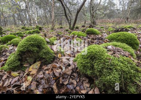 Moormoos (Sphagnum palustre) in einem Birkenbruch im Emsland, Niedersachsen, Deutschland, Europa Stockfoto