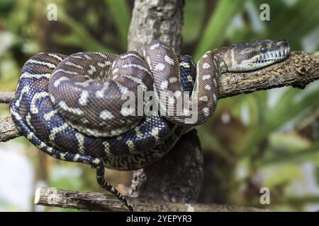 Central Morelia bredli, auch bekannt als Bredlsche Teppichpython (Morelia bredli), liegt auf der Abzweigung in Gefangenschaft, Deutschland, Europa Stockfoto