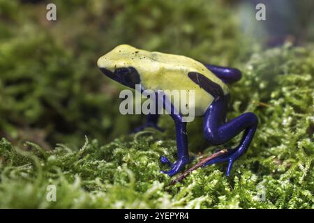 Färberfrosch (Dendrobates tinctorius), Gefangener, Deutschland, Europa Stockfoto