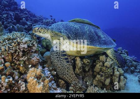 Unterwasserfoto eines großen Exemplars von grüner Schildkröte (Chelonia mydas) Grüne Schildkröte, die auf riffbildenden Korallen liegt Korallenblock aus Steinkorallen (Scleract) Stockfoto