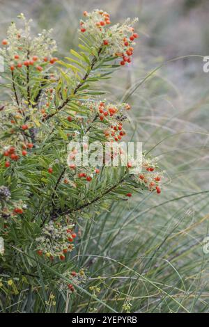 herbstdaphne (Daphne gnidium), Sizilien, Italien, Europa Stockfoto