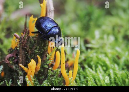 Dungkäfer im Herbstwald, Sachsen, Deutschland, Europa Stockfoto