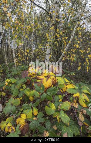 Herbstblätter von brombeere (Rubus fruticosus) vor einer Birke (Betula pendula), Emsland, Niedersachsen, Deutschland, Europa Stockfoto