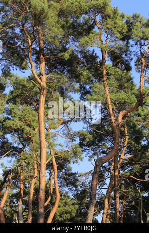 Halbinsel Gnitz, September, Usedom, Mecklenburg-Vorpommern, Deutschland, Europa Stockfoto
