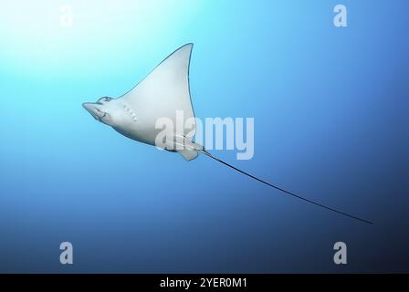 Unterwasserfoto von der Unterseite des Adlerrochen (Myliobatis aquila) mit langem Schwanz schwimmt durch das blaue offene Meer oben links Sonne, Indischer Ozean, Pazifik Stockfoto