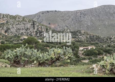 Feigenkaktus (Opuntia Ficus-indica) in felsiger Landschaft, Sizilien, Italien, Europa Stockfoto