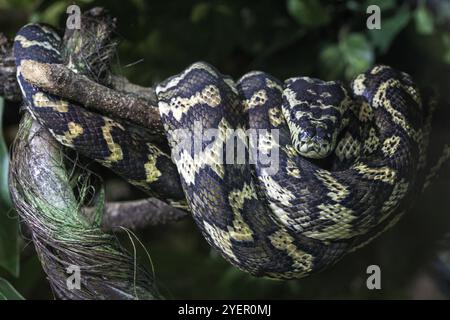 Teppichpython (Morelia spilota variegata), gelockt A, auf Branchcaptive, Deutschland, Europa Stockfoto