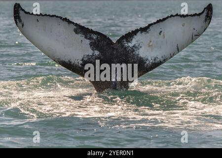 Nahaufnahme einer Wal-fluke, die aus dem Wasser ragt, umgeben von einem plätschernden Ozean, tauchenden Buckelwalen (Megaptera novaeangliae), EyjafjoerÃ°ur oder Ey Stockfoto