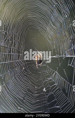 Spinnennetz mit Morgentau, September, Deutschland, Europa Stockfoto