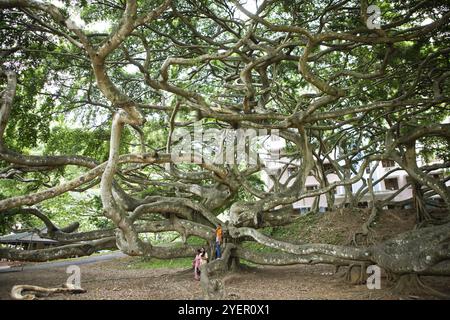 Alte, gekreuzte Birkenfeige (Ficus benjamina) in Kandy, Zentralprovinz, Sri Lanka, Asien Stockfoto