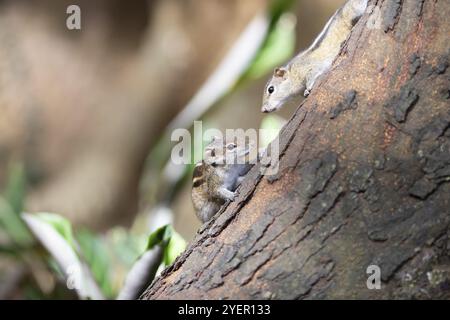 Zwei Chipmunks oder Chipmunks (Tamias) auf einem Baumstamm, Royal Botanic Gardens, Kandy, Zentralprovinz, Sri Lanka, Asien Stockfoto