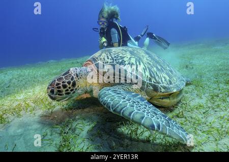 Unterwasserfoto eines Tauchers, der ein großes Exemplar einer grünen Schildkröte (Chelonia mydas) ansieht Grüne Schildkröte, die über Seegraswiesen kriecht und auf Seegraswiesen weidet (C Stockfoto