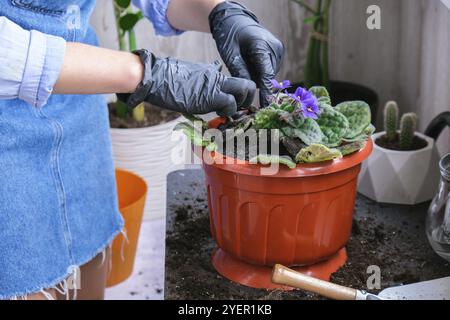 Die Gärtnerin gibt in einem Topf die Transplantion violett. Konzept der Heimarbeit und Pflanzen von Blumen in Topf. Vergossene Saintpaulia-violette Blüten. Housewif Stockfoto