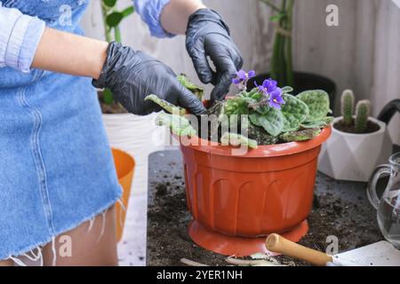 Die Gärtnerin gibt in einem Topf die Transplantion violett. Konzept der Heimarbeit und Pflanzen von Blumen in Topf. Vergossene Saintpaulia-violette Blüten. Housewif Stockfoto