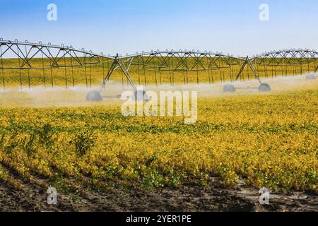 Eine Weitwinkelansicht einen Drehmittelpunkt Bewässerung, Sprinkler Sprühwasser mit deckenmontierten Rohrleitungen in einem Bauernhof Feld der jungen Pflanzen verbunden Stockfoto