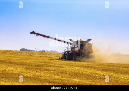 In Alberta, Kanada, Nord, wird ein großer Mähdrescher bei der Arbeit auf einem Maisfeld gesehen, mit gelbem Staub, der hinter einer beweglichen Maschine unter einem blauen Himmel herumfliegt Stockfoto