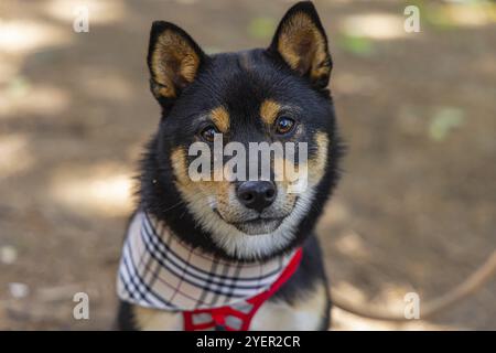 Herzerwärmendes Porträt eines schwarz-braunen Shiba Inu Hundes, der ein Schottenbandana trägt und an einem sonnigen Tag vor einem unscharfen Waldgrund sitzt Stockfoto