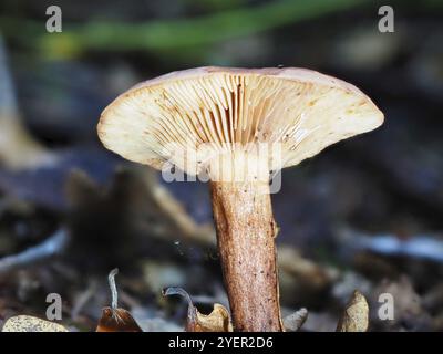 Pilz Lactarius rufus (Lactarius rufus, unscharfer Hintergrund, Nordrhein-Westfalen, Deutschland, Europa Stockfoto