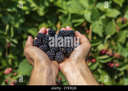 Eine Handvoll reifer und frischer brombeerfrüchte. Landarbeiter Hände voll mit Brombeeren in Nahaufnahme und selektiver Fokusansicht mit Kopierraum Stockfoto