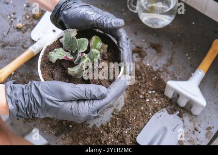 Die Gärtnerin gibt in einem Topf die Transplantion violett. Konzept der Heimarbeit und Pflanzen von Blumen in Topf. Vergossene Saintpaulia-violette Blüten. Housewif Stockfoto