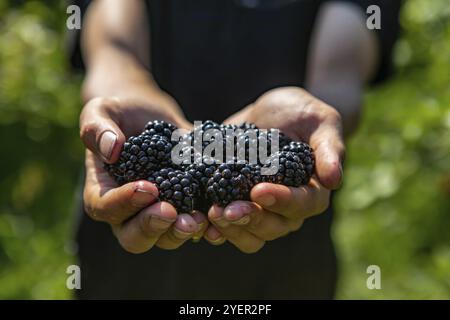 Eine Handvoll reifer und frischer brombeerfrüchte. Landarbeiter oder Pflücker Hände voll mit Brombeeren Früchten in Nahaufnahme und selektiver Fokussierung Stockfoto