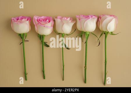 Zarte rosa Rosen auf beigefarbenem Hintergrund. Minimale trendige Komposition. Abstrakte Kunstidee. Romantische pastellrosa Rosenblumen. Moderne Ästhetik. Neutral e Stockfoto