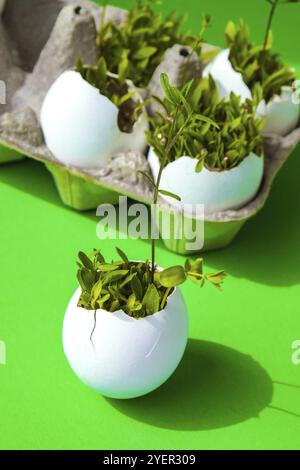 Frisches Micro Greens. Die Mikrogrünen von Rucola und Kresse wachsen in der weißen Eierschale. Kartons mit Sämlingen in Eierschale. Sämlinge ohne Kunststoff. G Stockfoto