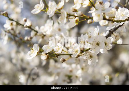 Weiße Kirschblüten auf dem Kirschbaum aus nächster Nähe. Blüte von weißen Blütenblättern der Kirschblüte. Natur. Helle Blumenszene mit natürlichem Licht Stockfoto