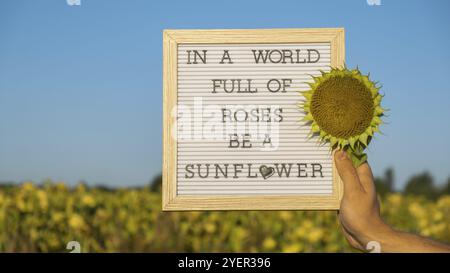 IN Einer WELT VOLLER ROSEN IST Ein SONNENBLUMENTEXT auf weißem Tafel neben dem Sonnenblumenfeld. Sonniger Sommertag. Inspirierendes Zitat zur Motivationsunterschrift. Nicht Stockfoto