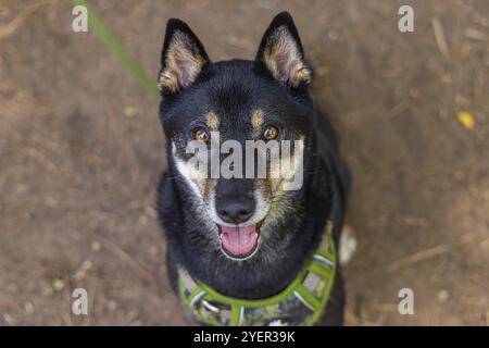 Hochwinkel-Porträt eines Reifen schwarzen und braunen Shiba Inu Hundes, der mit grüner Leine und Gurtzeug im Park sitzt, mit Kopierraum auf beiden Seiten Stockfoto