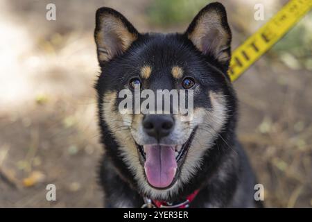 Nahaufnahme und Kopfaufnahme eines gesunden schwarzen und braunen Shiba Inu Haustierhundes, der während eines Spaziergangs im Park sitzt. Beliebte Rasse des Spitzhunds aus Japan Stockfoto