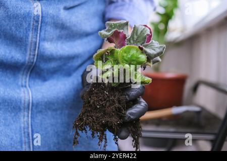 Die Gärtnerin gibt in einem Topf die Transplantion violett. Konzept der Heimarbeit und Pflanzen von Blumen in Topf. Vergossene Saintpaulia-violette Blüten. Housewif Stockfoto