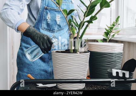 Die Gärtnerin transplantiert Zimmerpflanzen und verwendet eine Schaufel auf dem Tisch. Zamioculcas Konzept der Pflanzenpflege und Hausgarten. Frühjahrspflanzung. Geldbaum Stockfoto