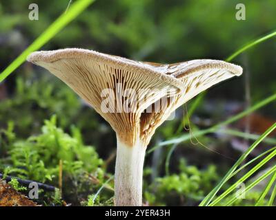 Mönchskopf (Infundibulicybe geotropa), verschwommener Hintergrund, Nordrhein-Westfalen, Deutschland, Europa Stockfoto