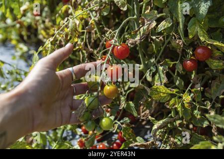 Erbstück biologische Kirschtomatenpflanze, Nahaufnahme der Hand des Bauern, die eine Gruppe von roten Reifen und grünen unreifen kleinen Mini-Tomaten-Früchten hält Stockfoto
