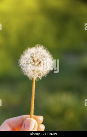 Weibliche Hand hält Löwenzahn-Blüte bei Sonnenuntergang. Die flauschige Löwenbirne wird vom Morgenwind weggefegt, der durch die sonnenbeleuchtete Landschaft weht. Weiß flauschig Stockfoto