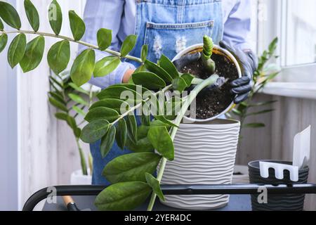 Die Gärtnerin transplantiert Zimmerpflanzen und verwendet eine Schaufel auf dem Tisch. Zamioculcas Konzept der Pflanzenpflege und Hausgarten. Frühjahrspflanzung. Geldbaum Stockfoto