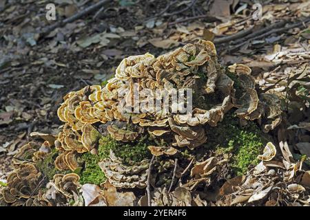 Große Gruppe von hellen Exemplaren von putenschwanzpilzen, Trametes versicolor, Polyporaceae Stockfoto