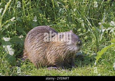 Exemplar eines jungen Coypus auf einer Wiese, Myocastor coypus, Myocastoridae Stockfoto