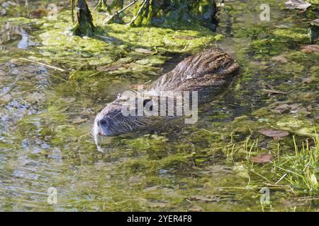 Exemplar eines jungen Coypus beim Schwimmen in einem Teich, Myocastor coypus, Myocastoridae Stockfoto