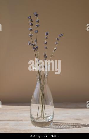 Getrocknete Lavendelblüten in Glasvase auf neutralbeigem Hintergrund. Minimales Öko-Konzept für Stillleben. Minimalistische Inneneinrichtung mit Lavendelblumen. E Stockfoto