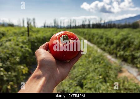 Bauernhand zeigt Tomatenfrüchte mit radialem Riss und Kreisen um den oberen Riss, selektiven Fokus und Nahansicht mit offenem Feld Hintergrund Stockfoto