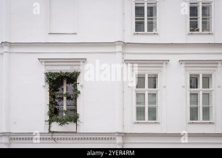 Außenfassade des Hauses mit weißen Putzwänden und Fenstern. Weißes Fenster umgeben von kriechenden Efeupflanzen. Stockfoto