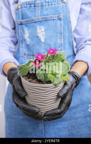 Die Gärtnerin gibt in einem Topf die Transplantion violett. Konzept der Heimarbeit und Pflanzen von Blumen in Topf. Vergossene Saintpaulia-violette Blüten. Housewif Stockfoto