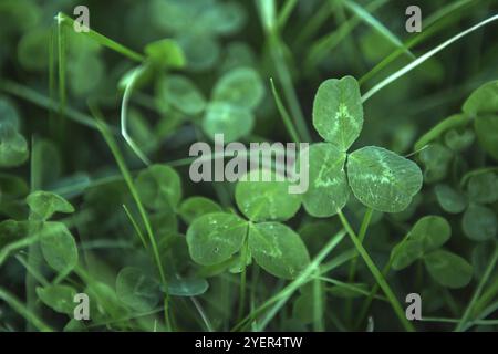 Grünes Kleeblatt hinterlässt Nahaufnahme im Gras. Natürliches Muster, Hintergrund. St. Patrick's Day Stockfoto