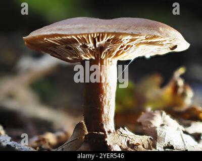 Pilz Lactarius rufus (Lactarius rufus, unscharfer Hintergrund, Nordrhein-Westfalen, Deutschland, Europa Stockfoto